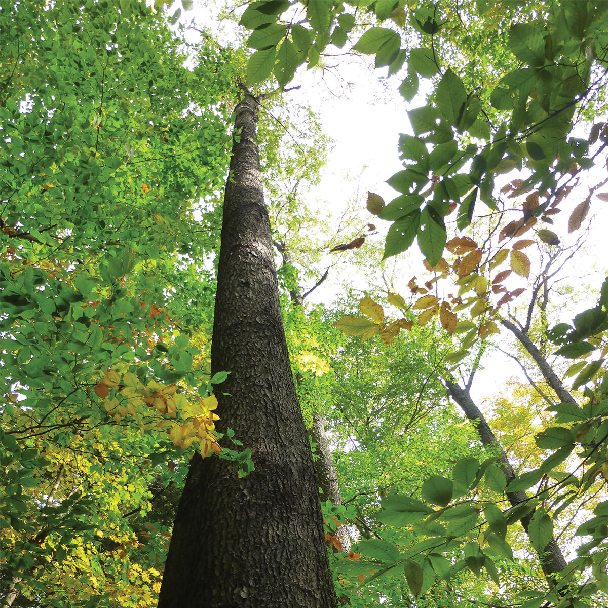 Old growth cherry trees